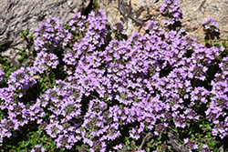 Purple Carpet Creeping Thyme (Thymus praecox 'Purple Carpet') at GardenWorks