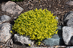 Golden Moss Stonecrop (Sedum acre 'Aureum') at GardenWorks