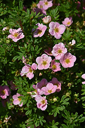 Pink Beauty Potentilla (Potentilla fruticosa 'Pink Beauty') at GardenWorks
