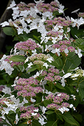 Lanarth White Hydrangea (Hydrangea macrophylla 'Lanarth White') at GardenWorks