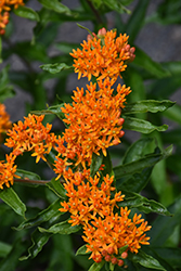 Butterfly Weed (Asclepias tuberosa) at GardenWorks