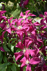 Royal Velours Clematis (Clematis viticella 'Royal Velours') at GardenWorks