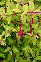 Hardy Fuchsia (Fuchsia genii) at GardenWorks