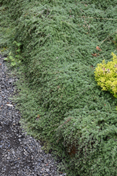 Wooly Thyme (Thymus pseudolanuginosis) at GardenWorks