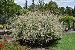 Tricolor Willow (Salix integra 'Hakuro Nishiki') at GardenWorks