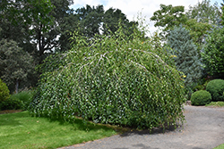 Young's Weeping Birch (Betula pendula 'Youngii') at GardenWorks
