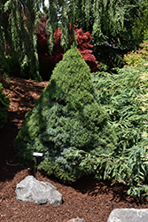 Alberta Blue Dwarf Spruce (Picea glauca 'Alberta Blue') at GardenWorks