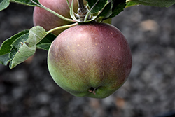 Melrose Apple (Malus 'Melrose') at GardenWorks