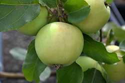 Lodi Apple (Malus 'Lodi') at GardenWorks