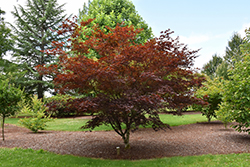 Crimson Prince Japanese Maple (Acer palmatum 'Crimson Prince') at GardenWorks