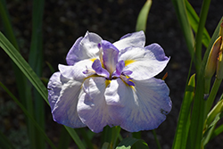Butterflies In Flight Japanese Iris (Iris ensata 'Butterflies In Flight') at GardenWorks