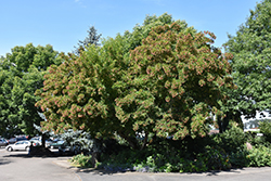 Red Rhapsody Amur Maple (Acer ginnala 'Mondy') at GardenWorks