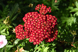 Red Velvet Yarrow (Achillea millefolium 'Red Velvet') at GardenWorks
