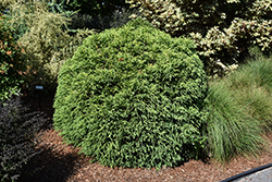 Dwarf Globe Japanese Cedar (Cryptomeria japonica 'Globosa Nana') at GardenWorks