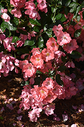 Flower Carpet Coral Rose (Rosa 'Flower Carpet Coral') at GardenWorks
