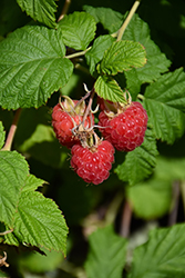Raspberry Shortcake Raspberry (Rubus 'NR7') at GardenWorks