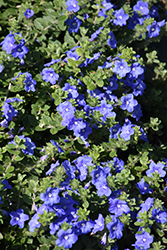 Blue My Mind Morning Glory (Evolvulus 'USEVO1201') at GardenWorks