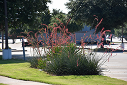 Red Yucca (Hesperaloe parviflora) at GardenWorks