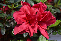 Bloom-A-Thon Red Azalea (Rhododendron 'RLH1-1P2') at GardenWorks