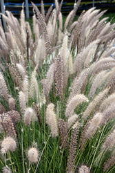Fountain Grass (Pennisetum setaceum) at GardenWorks