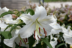 Casa Blanca Lily (Lilium 'Casa Blanca') at GardenWorks