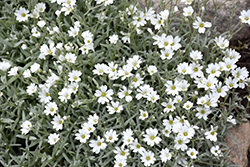 Snow-In-Summer (Cerastium tomentosum) at GardenWorks