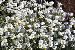 Yo Yo Snow-In-Summer (Cerastium tomentosum 'Yo Yo') at GardenWorks