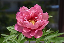 Pink Double Dandy Peony (Paeonia 'Pink Double Dandy') at GardenWorks