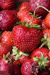 Hecker Strawberry (Fragaria 'Hecker') at GardenWorks