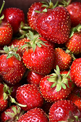 Honeoye Strawberry (Fragaria 'Honeoye') at GardenWorks