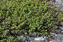 Bearberry (Arctostaphylos uva-ursi) at GardenWorks