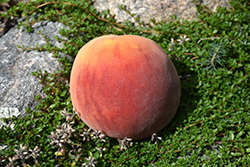 Frost Peach (Prunus persica 'Frost') at GardenWorks