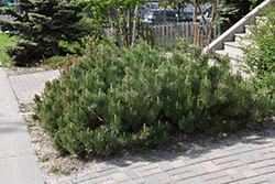 Dwarf Mugo Pine (Pinus mugo var. pumilio) at GardenWorks