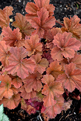 Northern Exposure Amber Coral Bells (Heuchera 'TNHEUNEA') at GardenWorks