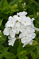 Flame White Garden Phlox (Phlox paniculata 'Flame White') at GardenWorks