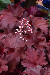 Forever Red Coral Bells (Heuchera 'Forever Red') at GardenWorks