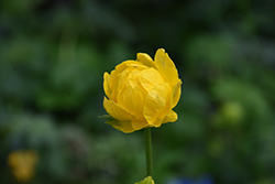 Lemon Queen Globeflower (Trollius x cultorum 'Lemon Queen') at GardenWorks
