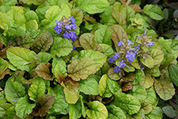 Feathered Friends Parrot Paradise Bugleweed (Ajuga 'Parrot Paradise') at GardenWorks