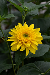 Happy Days Sunflower (Helianthus 'Happy Days') at GardenWorks
