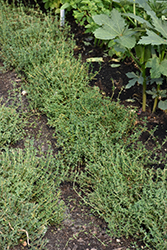 English Thyme (Thymus vulgaris 'English') at GardenWorks