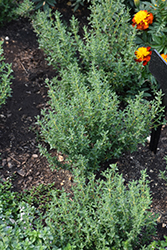 French Thyme (Thymus vulgaris 'French') at GardenWorks