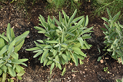 Common Sage (Salvia officinalis) at GardenWorks