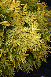 Golden Globe Arborvitae (Thuja occidentalis 'Golden Globe') at GardenWorks