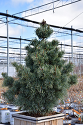 Bergman Japanese White Pine (Pinus parviflora 'Bergmani') at GardenWorks