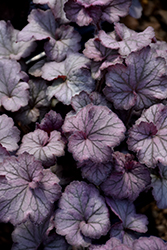 Northern Exposure Silver Coral Bells (Heuchera 'TNHEUNES') at GardenWorks