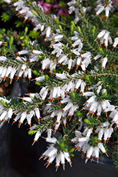 Springwood White Heath (Erica carnea 'Springwood White') at GardenWorks