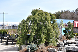 Weeping White Pine (Pinus strobus 'Pendula') at GardenWorks