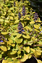 Feathered Friends Tropical Toucan Bugleweed (Ajuga 'Tropical Toucan') at GardenWorks