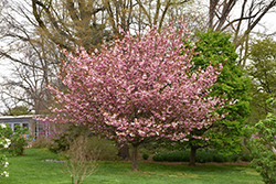Kwanzan Flowering Cherry (Prunus serrulata 'Kwanzan') at GardenWorks
