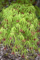 Shinobuga Oka Japanese Maple (Acer palmatum 'Shinobuga Oka') at GardenWorks
